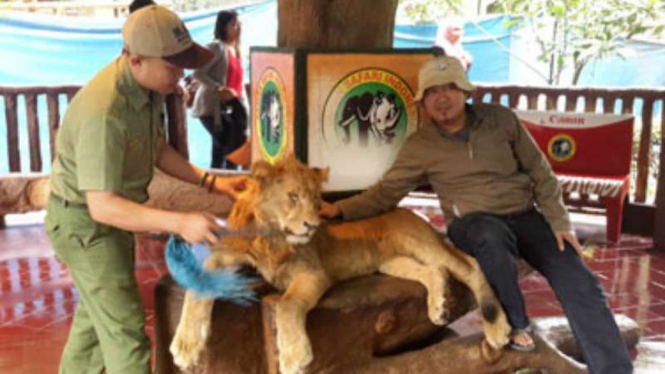Kondisi singa 'ngantuk' yang dipaksa untuk melayani foto dengan pengunjung. Terlihat petugas beberapa kali memaksa singa untuk mengangkat kepalanya.