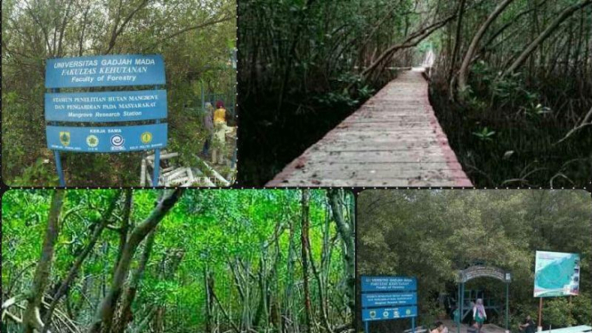 Wisata Mangrove Pemalang