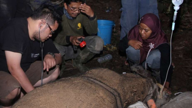 Najag, badak sumatera yang mati di Kalimantan