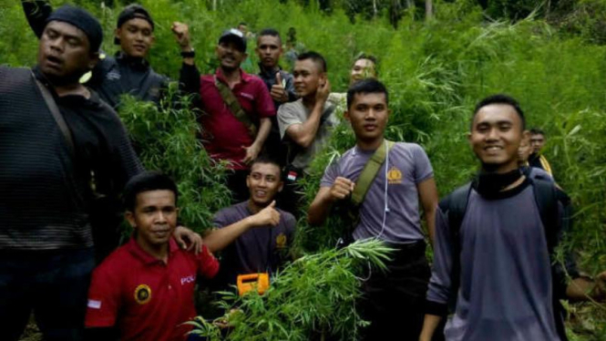 Polisi temukan tiga hektare ladang ganja di Sumatera Utara