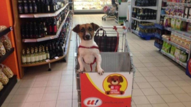 Anjing di Supermarket