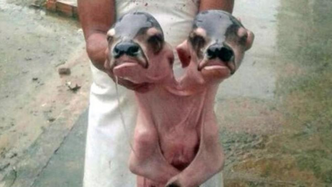 Bayi sapi berkepala dua di Brasil.