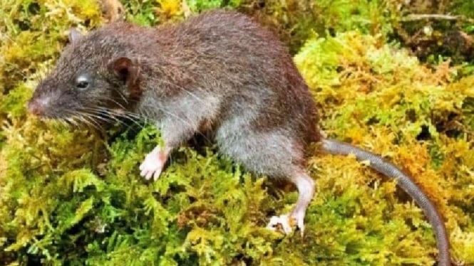 Tikus langka ditemukan di Sulawesi