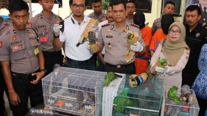 Penyelundupan Burung Eksotis Ikon Papua Digagalkan