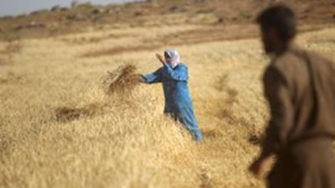 Ladang gandum di Suriah. Perang yang hebat membuat produksi gandum menurun drastis.