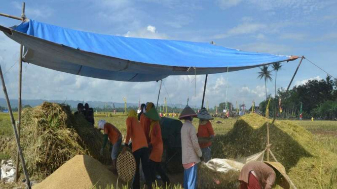 Petani memanen padi