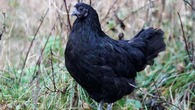 Tujuh Fakta Ayam Cemani yang Jarang Diketahui