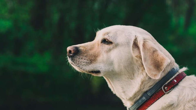 Anjing jenis tertentu mampu deteksi kanker secara akurat 100 persen