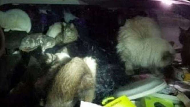 Puluhan kucing disekap di dalam mobil.
