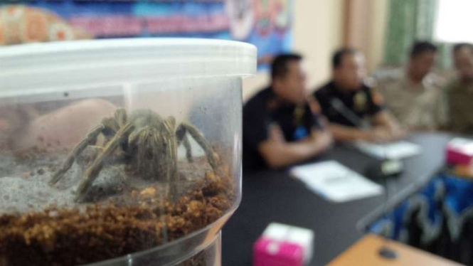 Aparat Bea dan Cukai Bandar Lampung menggagalkan upaya penyelundupan 111 tarantula pada Selasa, 3 Mei 2016.