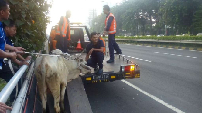 Evakuasi sapi dari truk terguling
