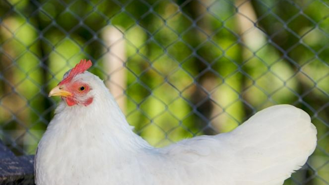 Ayam, dilema antara hewan peliharaan tersayang dan santapan.