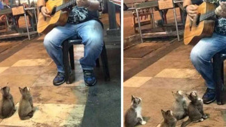 Saat Kawanan Kucing Serius Nikmati Alunan Musik Jalanan