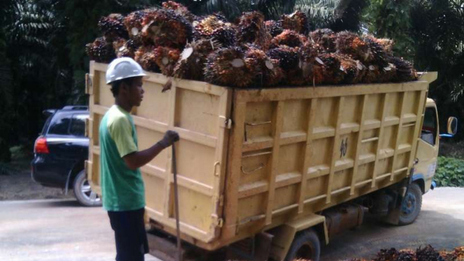 Seorang pekerja sedang mengangkut kelapa sawit.