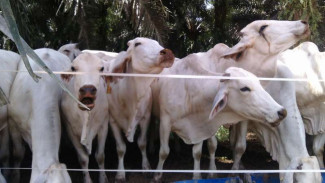Kembangkan Peternakan RI, Australia Sumbang US$60 Juta