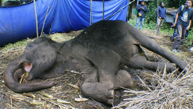 Seekor Gajah Sumatera bernama Yani berusia 37 tahun terbaring sakit di Kebun Binatang Bandung, Jawa Barat, Rabu (11/5/2016).
