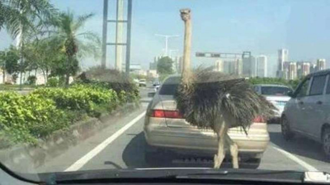 Burung unta yang bikin kehebohan di jalanan.