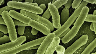 2050, 10 Juta Orang Tewas karena Bakteri Kebal Antibiotik