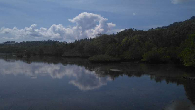 Hutan bakau di Bawoho, Kelurahan Tongkeina, Manado, Sulawesi Utara.