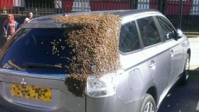 Mobil Mitsubishi yang digerumuti puluhan ribu lebah.