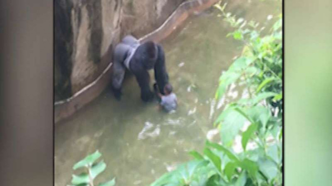 Gorila yang ditembak mati di kebin binatang di AS.