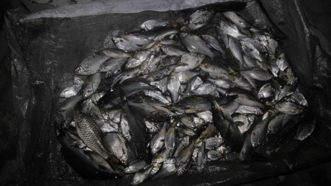 Ikan mati yang ditemukan di aliran Sungai Bedog Bantul Yogyakarta, Minggu dinihari, 29 Mei 2016. Diduga ikan-ikan ini terkena limbah pabrik.