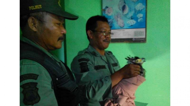 Petugas BKSDA Jawa Timur menunjukkan hasil tangkapan burung elang jenis Ular Bido yang hendak dijual oleh seorang mahasiswa di Kota Malang, Jumat (3/6/2016)