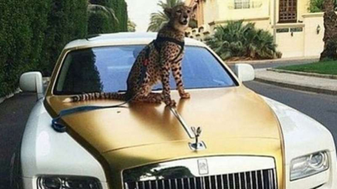 Cheetah di atas kap mobil mewah