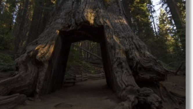 Tuolumne Grove