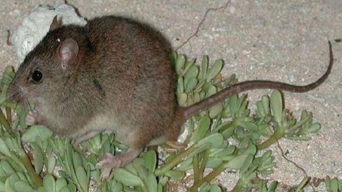 Bramble Cay melomys