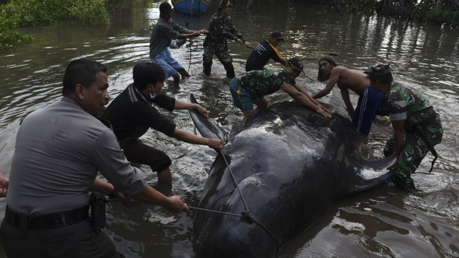 ikan paus pilot terdampar di probolinggo