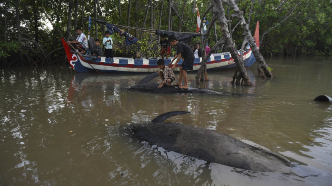 Ikan paus pilot terdampar di Probolinggo.
