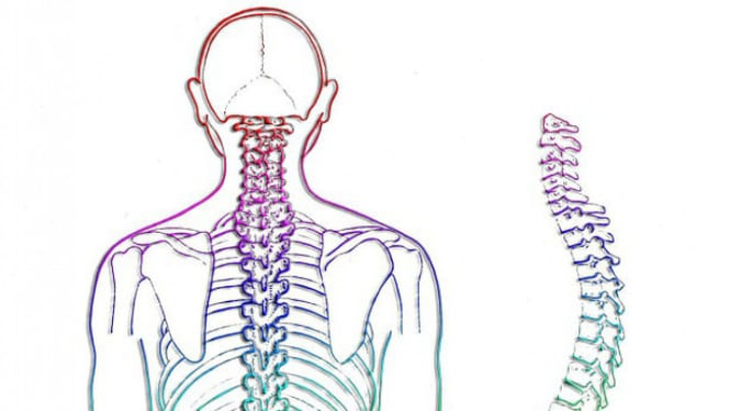 Ilustrasi tulang dan syaraf