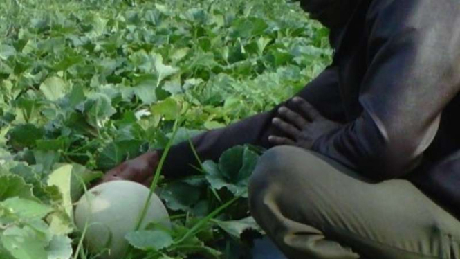 Petani melon.