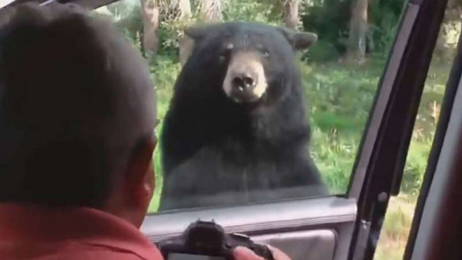 Beruang buka pintu mobil.