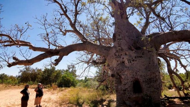 Bottle Tree