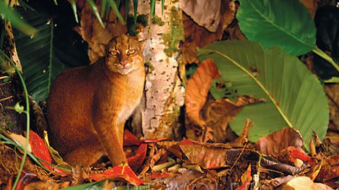 Kucing Merah Kalimantan.