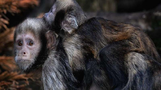 Monyet liar Caphucin di Brasil yang sudah pakai batu sejak 700 tahun lalu