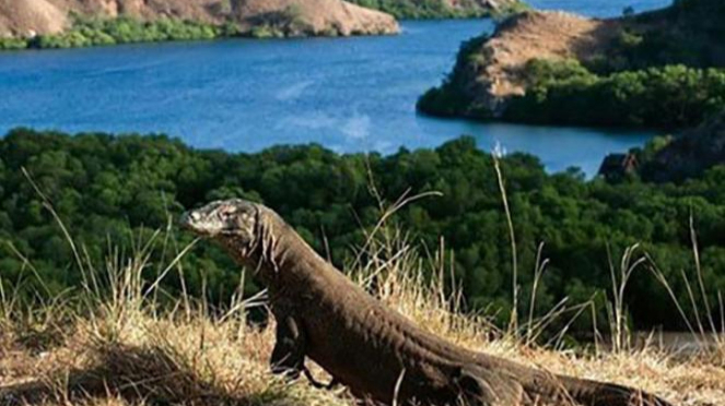 Pulau Komodo.