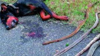 Lindungi Majikan, Anjing Ini Rela Mati Lawan 4 Kobra