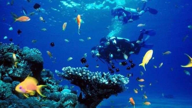 10 Tempat Terbaik Diving Dan Snorkeling Di Indonesia