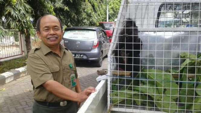 Yaki hitam yang dibawa warga ke Kantor BKSDA Sulut