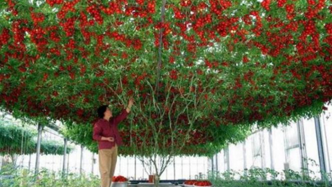 tanaman tomat