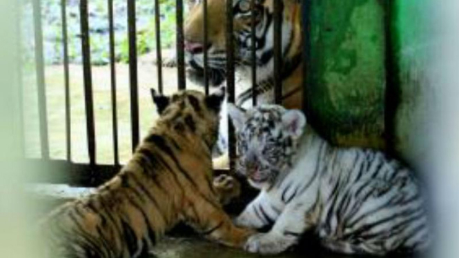 Bayi Menggemaskan Harimau Benggala Lahir di Medan Zoo