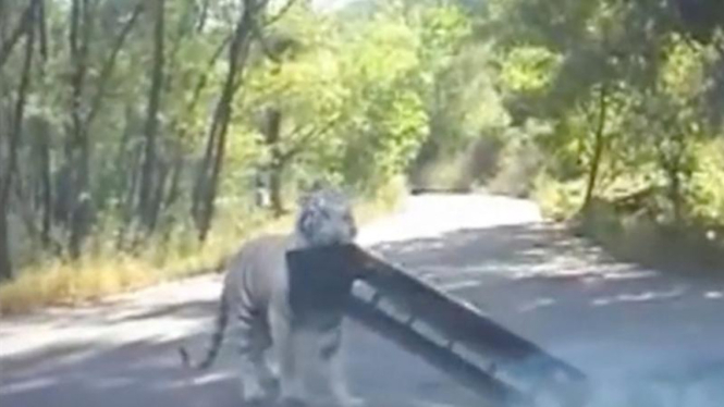 Harimau Siberia gigit gemper mobil hingga copot.