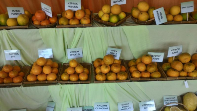 Beraneka varietas jeruk yang ada di Balitjestro, Kota Batu, Jawa Timur.