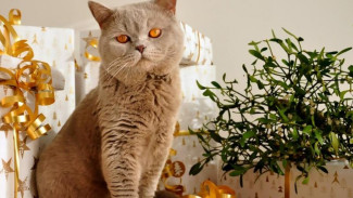 Coronavirus Kills Over 300,000 Cats in Cyprus Island