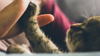 Six Things Cats Like the Most Besides Food
