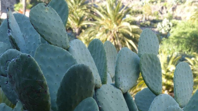 Ilustrasi daun kaktus