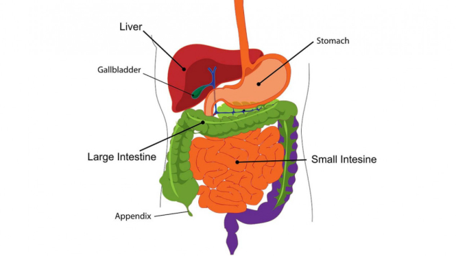 Ilustrasi sistem pencernaan.